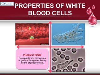 PROPERTIES OF WHITE
BLOOD CELLS
DIAPEDESIS
The process by which
the Leukocytes
squeeze through the
narrow blood vessels.
AMEBOID MOVEMENT
Neutrophils, monocytes and
lymphocytes show amebic
movement, characterized by
protrusion of the cytoplasm
and change in the shape.
PHAGOCYTOSIS
Neutrophils and monocytes
engulf the foreign bodies by
means of phagocytosis.
CHEMOTAXIS
The attraction of WBCs
towards the injured tissues by
the chemical substances
released at the site of injury.
 