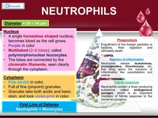Phagocytosis
Engulfment of the foreign particles or
bacteria, their digestion and
ultimately death.
Reaction of inflammation
Neutrophils release leukotrienes,
prostaglandins, thromboxane, etc.
that bring about the reactions of
inflammation like vasodilatation and
edema.
Febrile response
Neutrophils contain a fever producing
substance called endogenous
pyrogen, which is an important
mediator of febrile response to the
bacterial pyrogens.
NEUTROPHILS
Diameter = 10 – 14 μm
Nucleus
• A single horseshoe shaped nucleus,
becomes lobed as the cell grows.
• Purple in color
• Multilobed (2–6 lobes); called
polymorphonuclear leucocytes.
• The lobes are connected by the
chromatin filaments, seen clearly
through the cytoplasm.
Cytoplasm
• Pale bluish in color.
• Full of fine (pinpoint) granules.
• Granules take both acidic and basic
stain, and look violet-pink in color.
First Line of Defense
Neutrophils + Monocytes
 