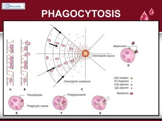 PHAGOCYTOSIS
 