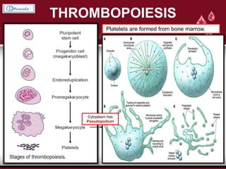 THROMBOPOIESIS
Platelets are formed from bone marrow.
Cytoplasm has
Pseudopodium
 