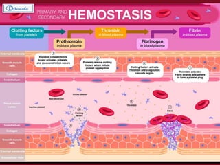 Vascular
Constriction
Formation of a
Platelet Plug
Formation of a
blood Clot as a
result of blood
coagulation,
Eventual growth of
fibrous tissue into
the blood clot to
close the hole in the
vessel permanently.
Hemostasis refers to the spontaneous arrest or prevention of bleeding
from the injured/damaged vessels by the physiological process.
 