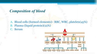 Composition of blood
A. Blood cells (formed elements)– RBC, WBC, platelets(45%)
B. Plasma (liquid protein)(55%)
C. Serum
 