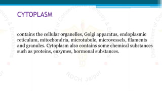 CYTOPLASM
contains the cellular organelles, Golgi apparatus, endoplasmic
reticulum, mitochondria, microtubule, microvessels, filaments
and granules. Cytoplasm also contains some chemical substances
such as proteins, enzymes, hormonal substances.
 