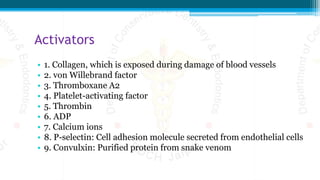 Activators
• 1. Collagen, which is exposed during damage of blood vessels
• 2. von Willebrand factor
• 3. Thromboxane A2
• 4. Platelet-activating factor
• 5. Thrombin
• 6. ADP
• 7. Calcium ions
• 8. P-selectin: Cell adhesion molecule secreted from endothelial cells
• 9. Convulxin: Purified protein from snake venom
 