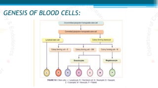 GENESIS OF BLOOD CELLS:
 