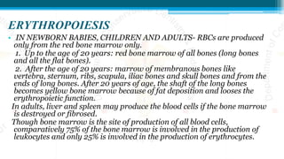 ERYTHROPOIESIS
• IN NEWBORN BABIES, CHILDREN AND ADULTS- RBCs are produced
only from the red bone marrow only.
1. Up to the age of 20 years: red bone marrow of all bones (long bones
and all the flat bones).
2. After the age of 20 years: marrow of membranous bones like
vertebra, sternum, ribs, scapula, iliac bones and skull bones and from the
ends of long bones. After 20 years of age, the shaft of the long bones
becomes yellow bone marrow because of fat deposition and looses the
erythropoietic function.
In adults, liver and spleen may produce the blood cells if the bone marrow
is destroyed or fibrosed.
Though bone marrow is the site of production of all blood cells,
comparatively 75% of the bone marrow is involved in the production of
leukocytes and only 25% is involved in the production of erythrocytes.
 