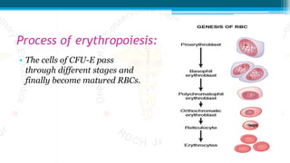 Process of erythropoiesis:
• The cells of CFU-E pass
through different stages and
finally become matured RBCs.
 