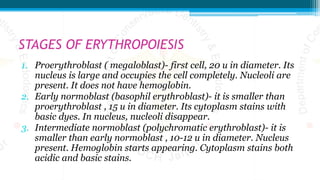 STAGES OF ERYTHROPOIESIS
1. Proerythroblast ( megaloblast)- first cell, 20 u in diameter. Its
nucleus is large and occupies the cell completely. Nucleoli are
present. It does not have hemoglobin.
2. Early normoblast (basophil erythroblast)- it is smaller than
proerythroblast , 15 u in diameter. Its cytoplasm stains with
basic dyes. In nucleus, nucleoli disappear.
3. Intermediate normoblast (polychromatic erythroblast)- it is
smaller than early normoblast , 10-12 u in diameter. Nucleus
present. Hemoglobin starts appearing. Cytoplasm stains both
acidic and basic stains.
 
