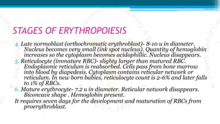 STAGES OF ERYTHROPOIESIS
4. Late normoblast (orthochromatic erythroblast)- 8-10 u in diameter.
Nucleus becomes very small (ink spot nucleus). Quantity of hemoglobin
increases so the cytoplasm becomes acidophillic. Nucleus disappears.
5. Reticulocyte (immature RBC)- slighty larger than matured RBC.
Endoplasmic reticulum is reabsorbed. Cells pass from bone marrow
into blood by diapedesis. Cytoplasm contains reticular network or
reticulum. In new born babies, reticulocyte count is 2-6% and later falls
to 1% of RBCs.
6. Mature erythrocyte- 7.2 u in diameter. Reticular network disappears.
Biconcave shape . Hemoglobin present.
It requires seven days for the development and maturation of RBCs from
proerythroblast.
 