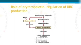 Role of erythropoietin- regulation of RBC
production
 