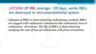 LIFESPAN OF RBC-average- 120 days, senile RBCs
are destroyed in reticuloendothelial system
• Lifespan of RBCs is determined by radioisotope method, RBCs
are tagged with radioactive substances like radioactive iron or
radioactive chromium. The life of RBCs is determined by
studying the rate of loss of radioactive cells from circulation.
 
