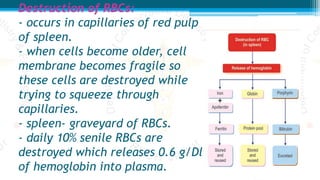 Destruction of RBCs:
- occurs in capillaries of red pulp
of spleen.
- when cells become older, cell
membrane becomes fragile so
these cells are destroyed while
trying to squeeze through
capillaries.
- spleen- graveyard of RBCs.
- daily 10% senile RBCs are
destroyed which releases 0.6 g/Dl
of hemoglobin into plasma.
 