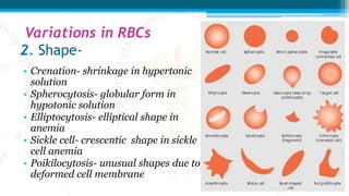 Variations in RBCs
2. Shape-
• Crenation- shrinkage in hypertonic
solution
• Spherocytosis- globular form in
hypotonic solution
• Elliptocytosis- elliptical shape in
anemia
• Sickle cell- crescentic shape in sickle
cell anemia
• Poikilocytosis- unusual shapes due to
deformed cell membrane
 