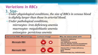 Variations in RBCs
3. Size-
• Under physiological conditions, the size of RBCs in venous blood
is slightly larger than those in arterial blood.
• Under pathological conditions,
microcytes- iron deficiency anemia
macrocytes- megaloblastic anemia
anisocytes- pernicious anemia
 