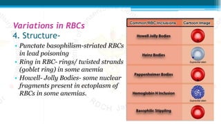 Variations in RBCs
4. Structure-
• Punctate basophilism-striated RBCs
in lead poisoning
• Ring in RBC- rings/ twisted strands
(goblet ring) in some anemia
• Howell- Jolly Bodies- some nuclear
fragments present in ectoplasm of
RBCs in some anemias.
 