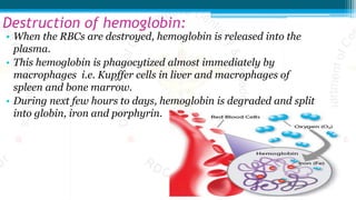 Destruction of hemoglobin:
• When the RBCs are destroyed, hemoglobin is released into the
plasma.
• This hemoglobin is phagocytized almost immediately by
macrophages i.e. Kupffer cells in liver and macrophages of
spleen and bone marrow.
• During next few hours to days, hemoglobin is degraded and split
into globin, iron and porphyrin.
 