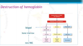 Destruction of hemoglobin
blood
bone marrow
new RBC
 