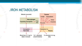 .IRON METABOLISM
 