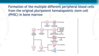 Formation of the multiple different peripheral blood cells
from the original pluripotent hematopoietic stem cell
(PHSC) in bone marrow
 