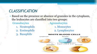CLASSIFICATION
• Based on the presence or absence of granules in the cytoplasm,
the leukocytes are classified into two groups:
Granulocytes . Agranulocytes
1. Neutrophils 1. Monocytes
2. Eosinophils 2. Lymphocytes
3. Basophils
 