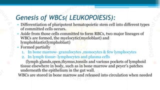 Genesis of WBCs( LEUKOPOIESIS):
• Differentiation of pluripotent hematopoietic stem cell into different types
of committed cells occurs.
• Aside from those cells committed to form RBCs, two major lineages of
WBCs are formed, the myelocytic(myeloblast) and
lymphoblastic(lymphoblast)
• Formed partially
1. In bone marrow- granulocytes ,monocytes & few lymphocytes
2. In lymph tissue- lymphocytes and plasma cells
(lymph glands,spen,thymus,tonsils and various pockets of lymphoid
tissue elsewhere in body, such as in bone marrow and peyer’s patches
underneath the epithelium in the gut wall.
WBCs are stored in bone marrow and released into circulation when needed
 