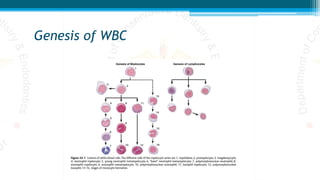 Genesis of WBC
 