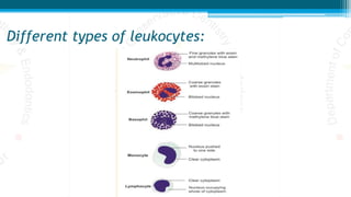 Different types of leukocytes:
 