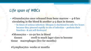Life span of WBCs
• #Granulocytes once released from bone marrow – 4-8 hrs
circulating in the blood & another 4-5 days in tissues.
 In times of serious infection- lifespan is shortened to only few hours
because they proceed rapidly to site of infection – perform their
function– & are self destroyed
#Monocytes – 10-20 hrs in blood
tissues swell to much lager sizes to become
tissue macrophages (live for months)
#Lymphocytes- weeks or months
 