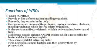 Functions of WBCs
1} NEUTROPHILS:
• Provide 1st line defence against invading organisms.
• Free cells, they wander in the body.
• Granules contain enzymes like proteases, myeloperoxidases, elastases,
metalloproteinases which destroy micro- organisms.
• It also contain antibody- defensin which is active against bacteria and
fungi.
• Membrane contain enzyme NADPH oxidase which is responsible for
bactericidal action of neutrophils.
• They secrete platelet activating factor.
• First, neutrophils engulf bacteria and then destroy them by
phagocytosis.
 