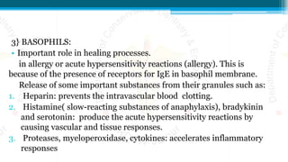 3} BASOPHILS:
• Important role in healing processes.
in allergy or acute hypersensitivity reactions (allergy). This is
because of the presence of receptors for IgE in basophil membrane.
Release of some important substances from their granules such as:
1. Heparin: prevents the intravascular blood clotting.
2. Histamine( slow-reacting substances of anaphylaxis), bradykinin
and serotonin: produce the acute hypersensitivity reactions by
causing vascular and tissue responses.
3. Proteases, myeloperoxidase, cytokines: accelerates inflammatory
responses
 