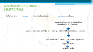 MECHANISM OF ACTION:
NEUTROPHILS:
infected area chemoattractants chemotaxsis
neutrophils move by diapedesis
towards site of infection
neutrophils surround the area and get adhered to the infected tissues
each neutrophil holds 15-20 micro organisms
engulf bacteria
phagocytosis
 