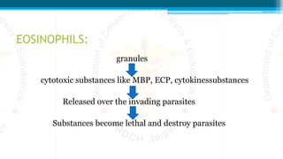 EOSINOPHILS:
granules
cytotoxic substances like MBP, ECP, cytokinessubstances
Released over the invading parasites
Substances become lethal and destroy parasites
 