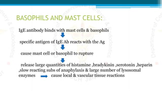 BASOPHILS AND MAST CELLS:
IgE antibody binds with mast cells & basophils
specific antigen of IgE Ab reacts with the Ag
cause mast cell or basophil to rupture
release large quantities of histamine ,bradykinin ,serotonin ,heparin
,slow reacting subs of anaphylaxis & large number of lysosomal
enzymes cause local & vascular tissue reactions
 