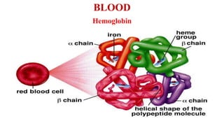 BLOOD
Hemoglobin
 