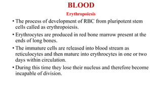 BLOOD
Erythropoiesis
• The process of development of RBC from pluripotent stem
cells called as erythropoiesis.
• Erythrocytes are produced in red bone marrow present at the
ends of long bones.
• The immature cells are released into blood stream as
reticulocytes and then mature into erythrocytes in one or two
days within circulation.
• During this time they lose their nucleus and therefore become
incapable of division.
 