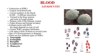 BLOOD
LEUKOCYTES
• Leukocytes or WBCs
— Largest sized blood cells
— Lowest numbers in the blood
(4,500 – 11,000 per microliter)
— Formed in the bone marrow
and some in lymph glands
— Primary cells of the immune system
— Fights disease and foreign invaders
—Contain nuclei with DNA,
the shape depends on type of cell
— Certain WBCs produce antibodies
— Life span is from 24 hours to several years
—Size is 8-20 micrometers in diameter
—There are five different types of WBCs
1. Neutrophils
2. Eosinophils
3. Basophils
4. Lymphocytes
5. Monocytes
 