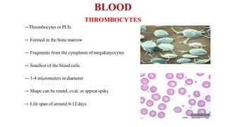 BLOOD
THROMBOCYTES
—Thrombocytes or PLTs
— Formed in the bone marrow
— Fragments from the cytoplasm of megakaryocytes
— Smallest of the blood cells
— 1-4 micrometers in diameter
— Shape can be round, oval, or appear spiky
— Life span of around 8-12 days
 