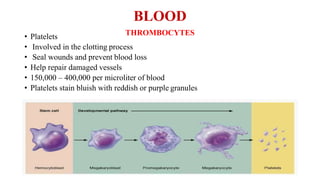 BLOOD
THROMBOCYTES• Platelets
• Involved in the clotting process
• Seal wounds and prevent blood loss
• Help repair damaged vessels
• 150,000 – 400,000 per microliter of blood
• Platelets stain bluish with reddish or purple granules
 