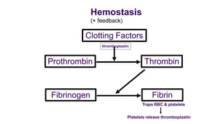 Hemostasis
(+ feedback)
Prothrombin Thrombin
Fibrinogen Fibrin
Clotting Factors
thromboplastin
Traps RBC & platelets
Platelets release thromboplastin
 