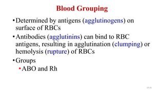 19-24
Blood Grouping
•Determined by antigens (agglutinogens) on
surface of RBCs
•Antibodies (agglutinins) can bind to RBC
antigens, resulting in agglutination (clumping) or
hemolysis (rupture) of RBCs
•Groups
•ABO and Rh
 