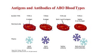 Antigens and Antibodies of ABO BloodTypes
 