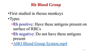 •First studied in rhesus monkeys
•Types
•Rh positive: Have these antigens present on
surface of RBCs
•Rh negative: Do not have these antigens
present
•ABO Blood Group System.mp4
19-26
Rh Blood Group
 