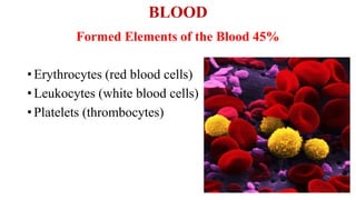 BLOOD
Formed Elements of the Blood 45%
•Erythrocytes (red blood cells)
•Leukocytes (white blood cells)
•Platelets (thrombocytes)
 
