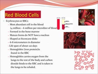 Red Blood Cells
• Erythrocytes or RBCs
— Most abundant cell in the blood
(4 million – 6 million per microliter of blood)
— Formed in the bone marrow
— Mature forms do NOT have a nucleus
— Shaped as biconcave disks
— 6-8 micrometers in diameter
—Life span of about 120 days
— Hemoglobin (iron protein)is
found in the RBC
— Hemoglobin carries oxygen from the
lungs to the rest of the body and carbon
dioxide binds to the RBC and is taken to
the lungs to be exhaled.
 