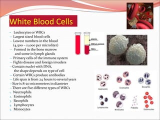 White Blood Cells
• Leukocytes or WBCs
— Largest sized blood cells
— Lowest numbers in the blood
(4,500 – 11,000 per microliter)
— Formed in the bone marrow
and some in lymph glands
— Primary cells of the immune system
— Fights disease and foreign invaders
—Contain nuclei with DNA,
the shape depends on type of cell
— Certain WBCs produce antibodies
— Life span is from 24 hours to several years
—Size is 8-20 micrometers in diameter
—There are five different types of WBCs
1. Neutrophils
2. Eosinophils
3. Basophils
4. Lymphocytes
5. Monocytes
 