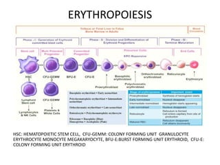 ERYTHROPOIESIS
HSC: HEMATOPOIETIC STEM CELL, CFU-GEMM: COLONY FORMING UNIT GRANULOCYTE
ERYTHROCYTE MONOCYTE MEGAKARYOCYTE, BFU-E:BURST FORMING UNIT ERYTHROID, CFU-E:
COLONY FORMING UNIT ERYTHROID
 