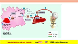 Free Educational YouTube Channel Md Nursing Education
 