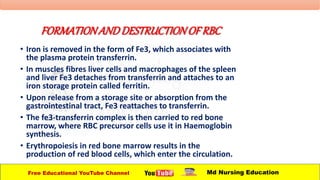 FORMATIONANDDESTRUCTIONOF RBC
• Iron is removed in the form of Fe3, which associates with
the plasma protein transferrin.
• In muscles fibres liver cells and macrophages of the spleen
and liver Fe3 detaches from transferrin and attaches to an
iron storage protein called ferritin.
• Upon release from a storage site or absorption from the
gastrointestinal tract, Fe3 reattaches to transferrin.
• The fe3-transferrin complex is then carried to red bone
marrow, where RBC precursor cells use it in Haemoglobin
synthesis.
• Erythropoiesis in red bone marrow results in the
production of red blood cells, which enter the circulation.
Free Educational YouTube Channel Md Nursing Education
 