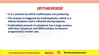 ERYTHROPOIESIS
• It is a process by which erythrocytes are producing.
• The process is triggered by erythropoietin, which is a
kidney hormone and is released during hypoxia.
• Erythroblast present in cytoplasm has a large nucleus
with blue cytoplasm and differentiates to become
progressively smaller size.
Free Educational YouTube Channel Md Nursing Education
 