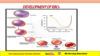 DEVELOPMENTOFRBCs
Free Educational YouTube Channel Md Nursing Education
 